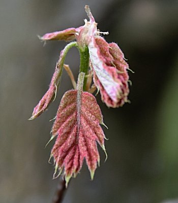 Quercus rubra - dub červený - první jarní listy